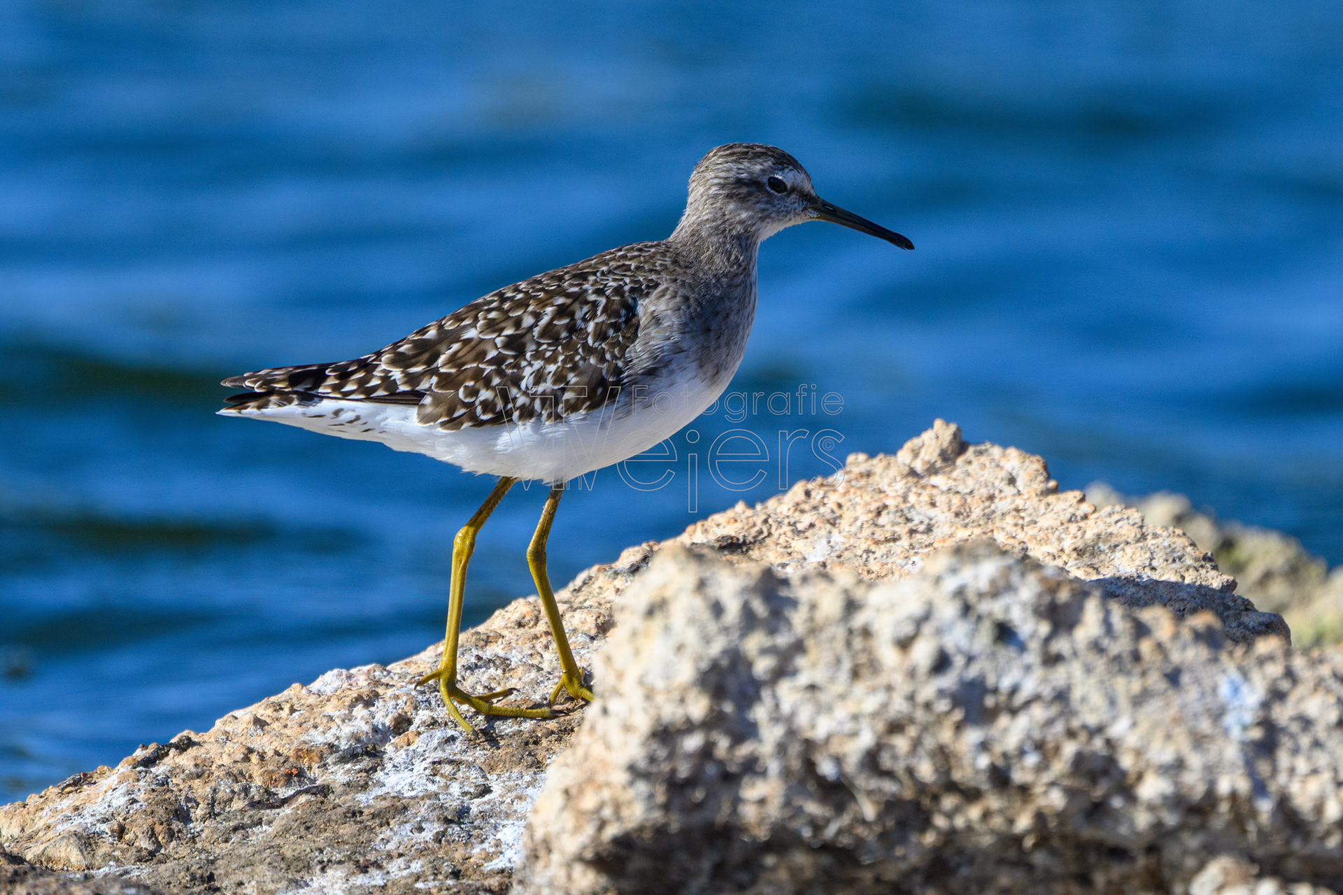 Bruchwasserläufer, Afrika