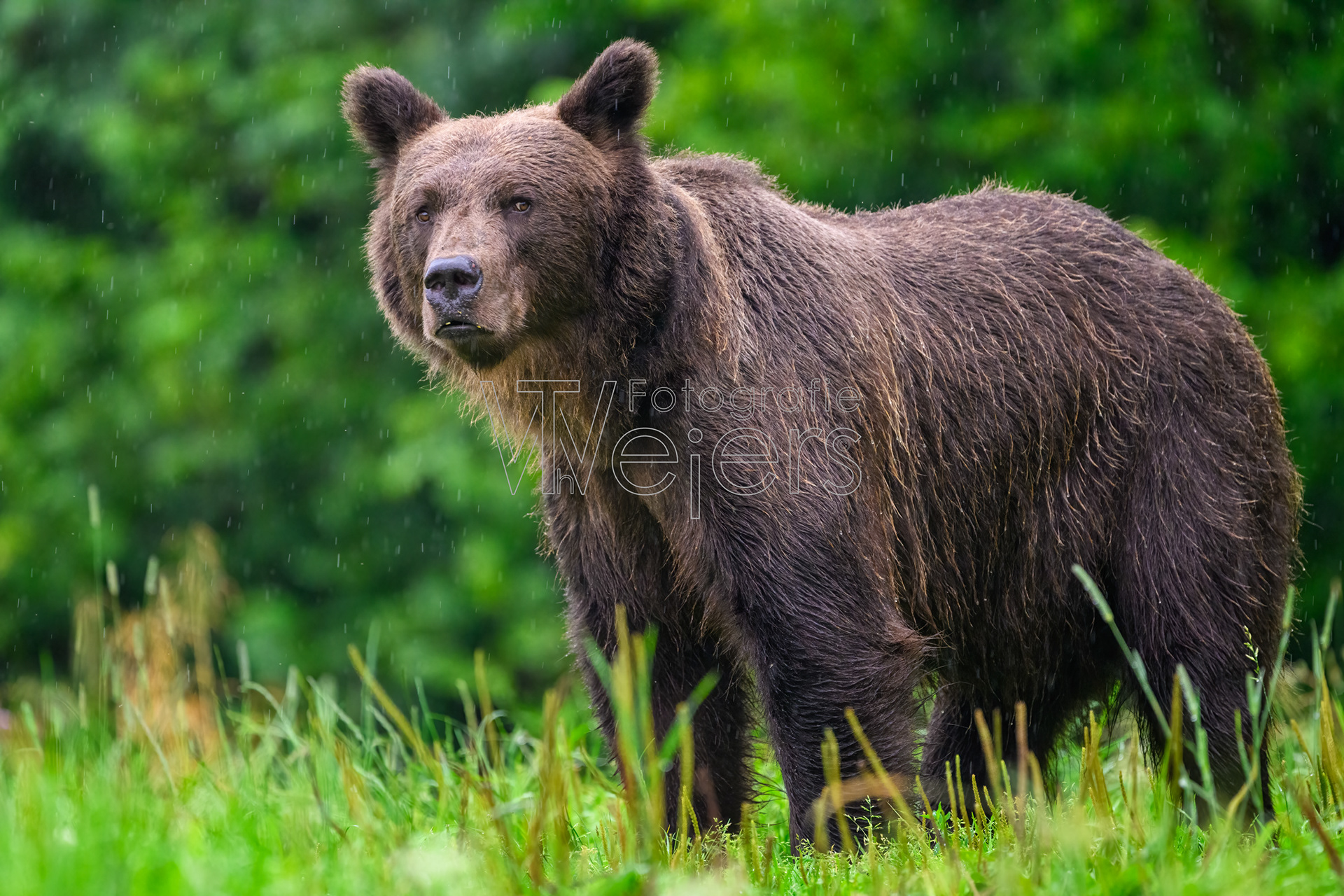 Braunbär, Europa
