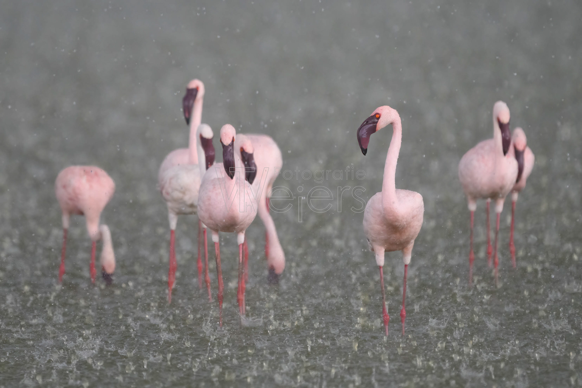 Rosaflamingo, Afrika