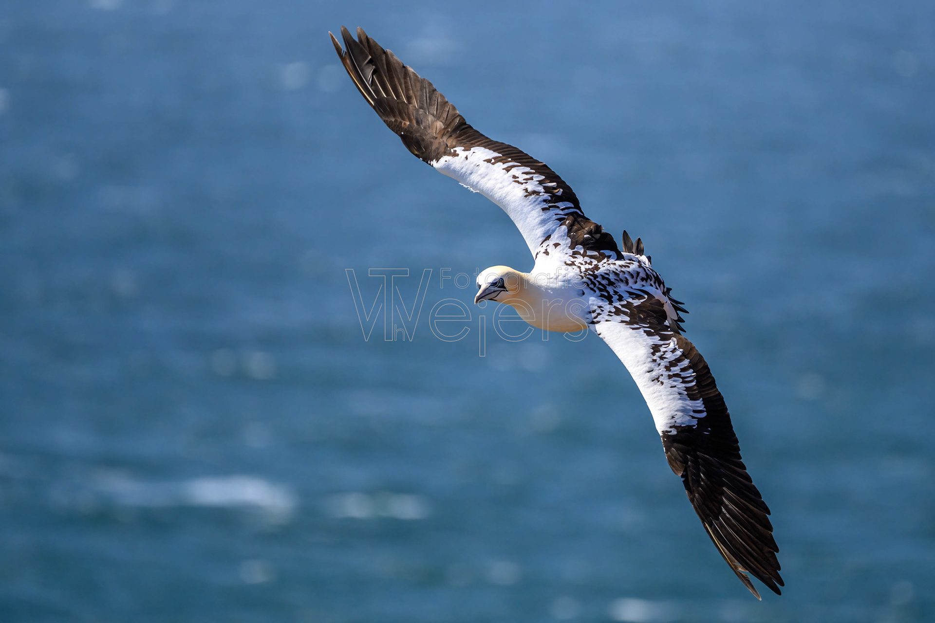 Basstölpel, Deutschland