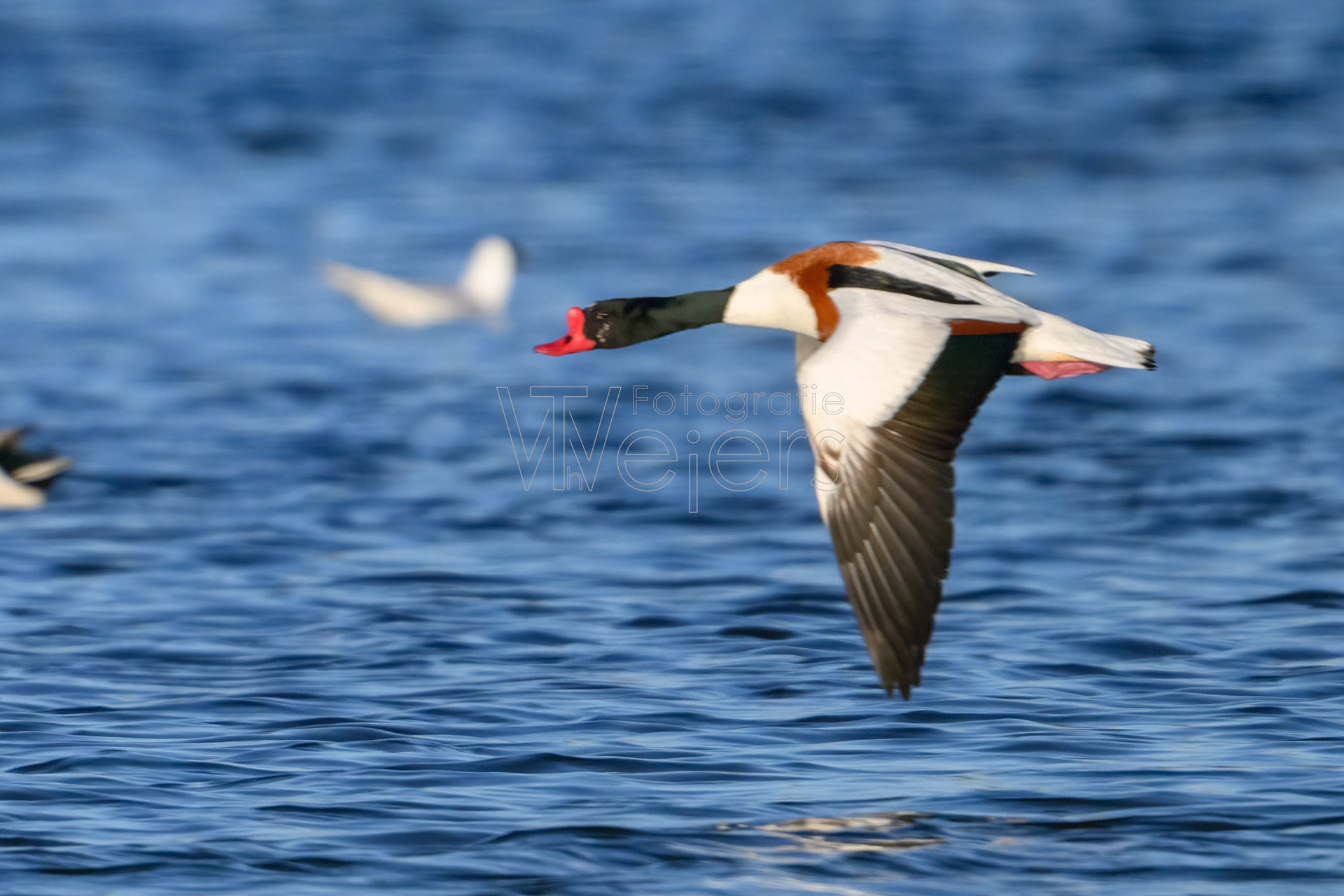 Brandgans, Deutschland