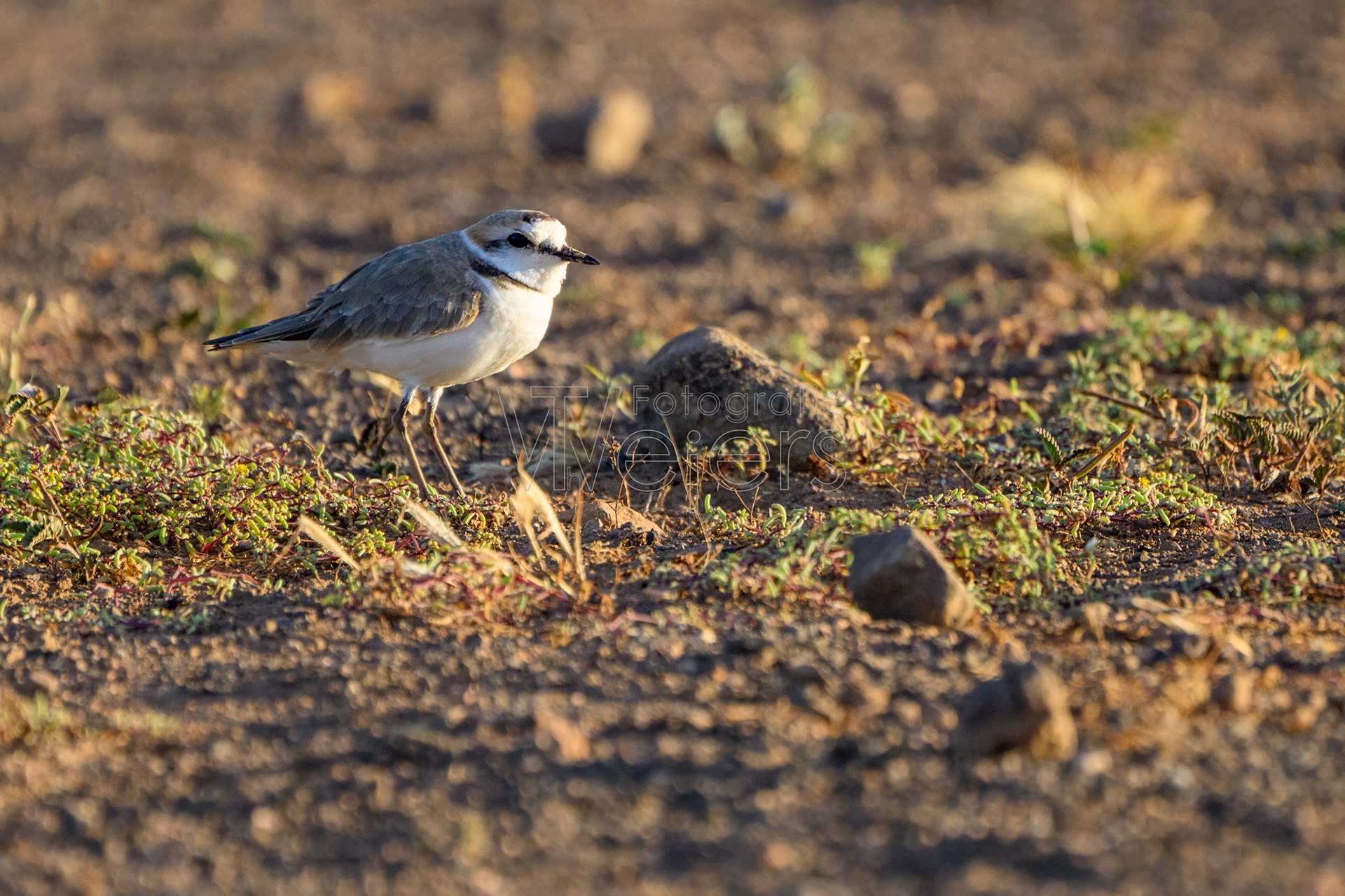 Sandregenpfeifer, Afrika