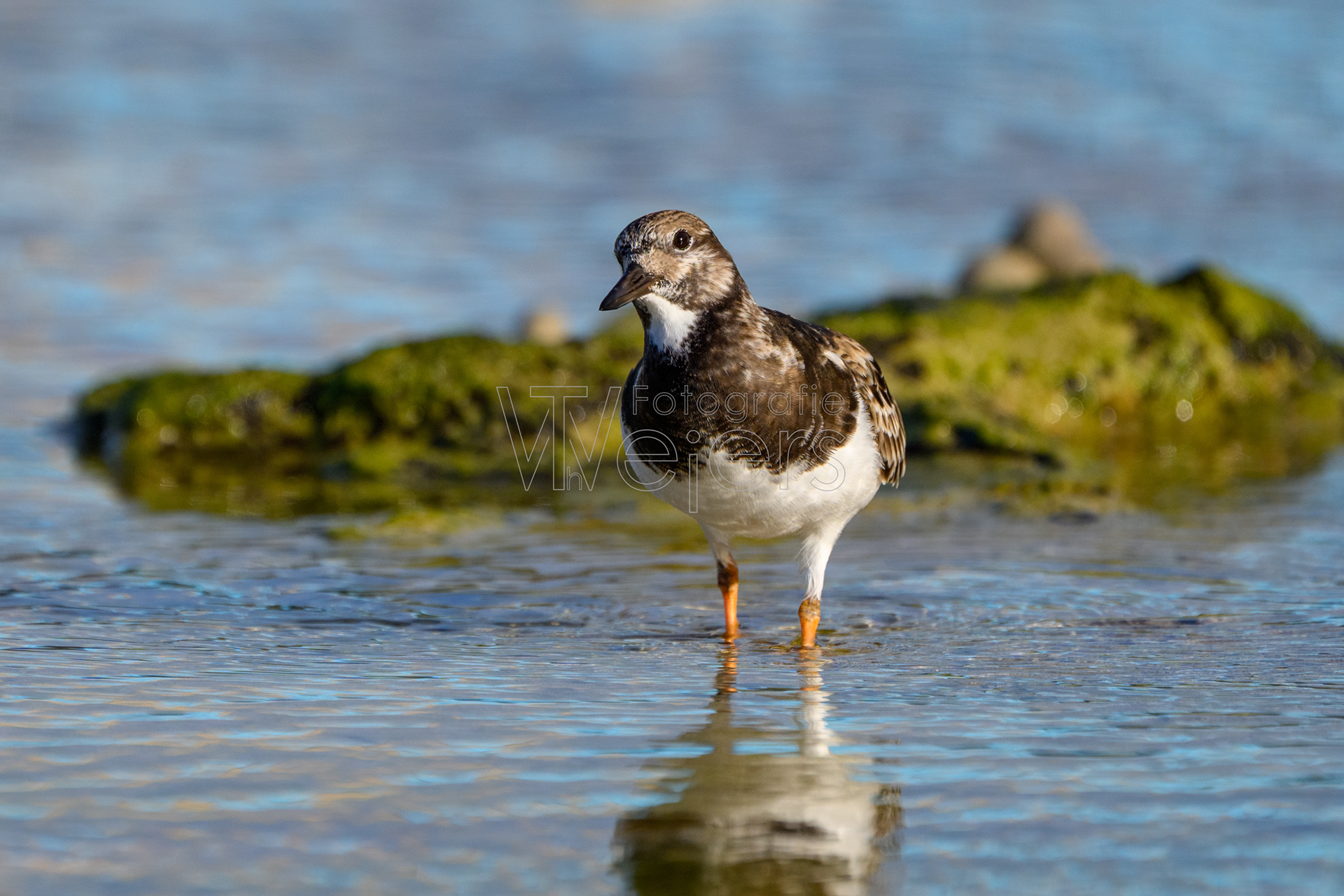 Steinwältzer, Afrika