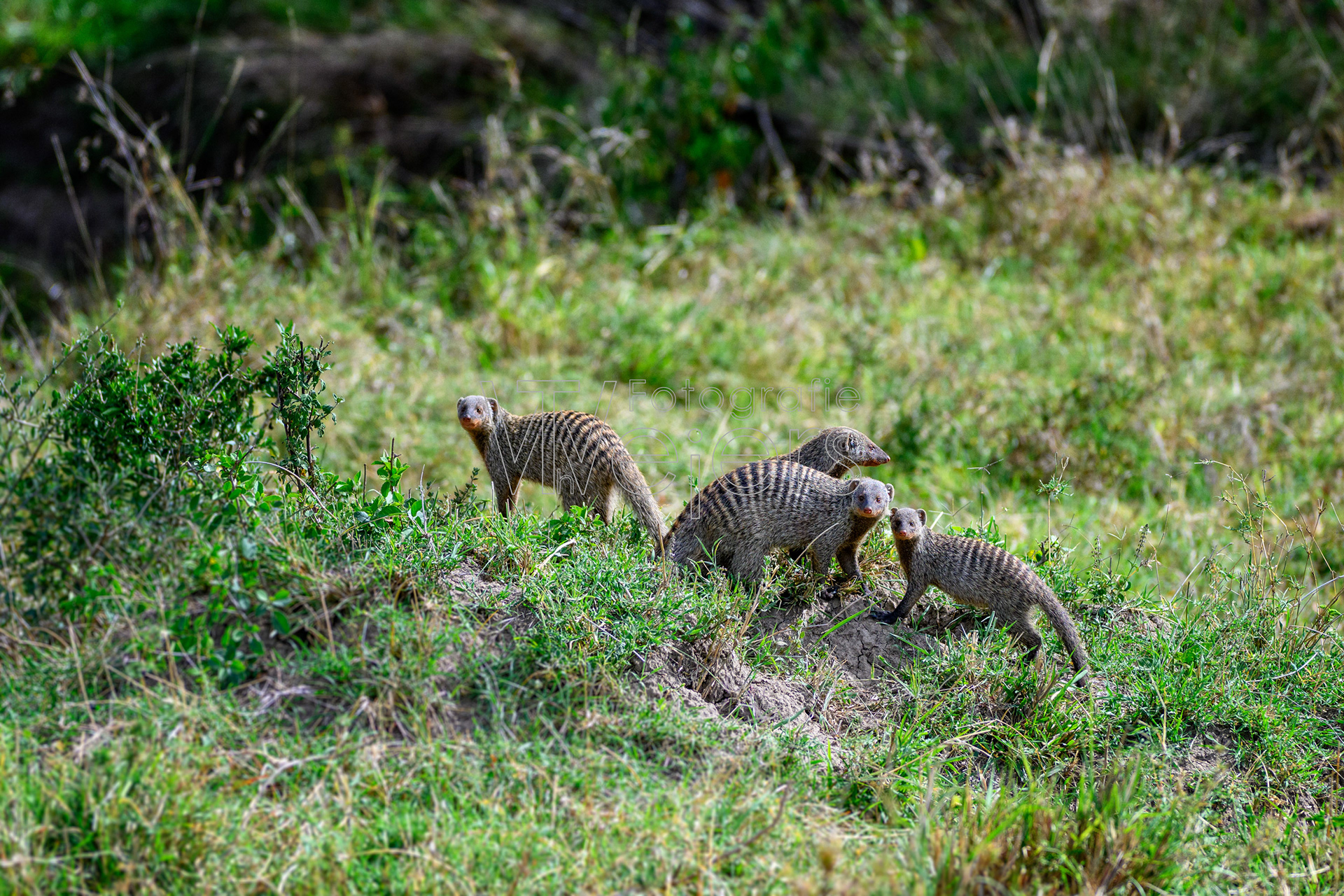 Zebramanguste, Afrika