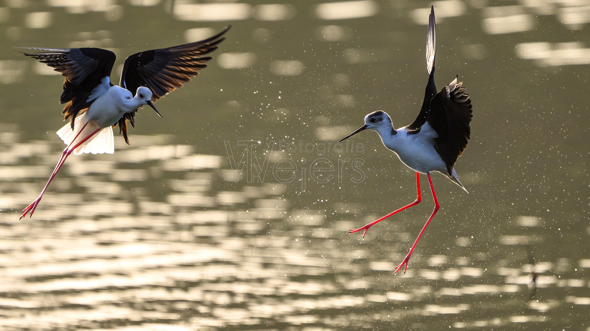 Stelzenläufer, Afrika