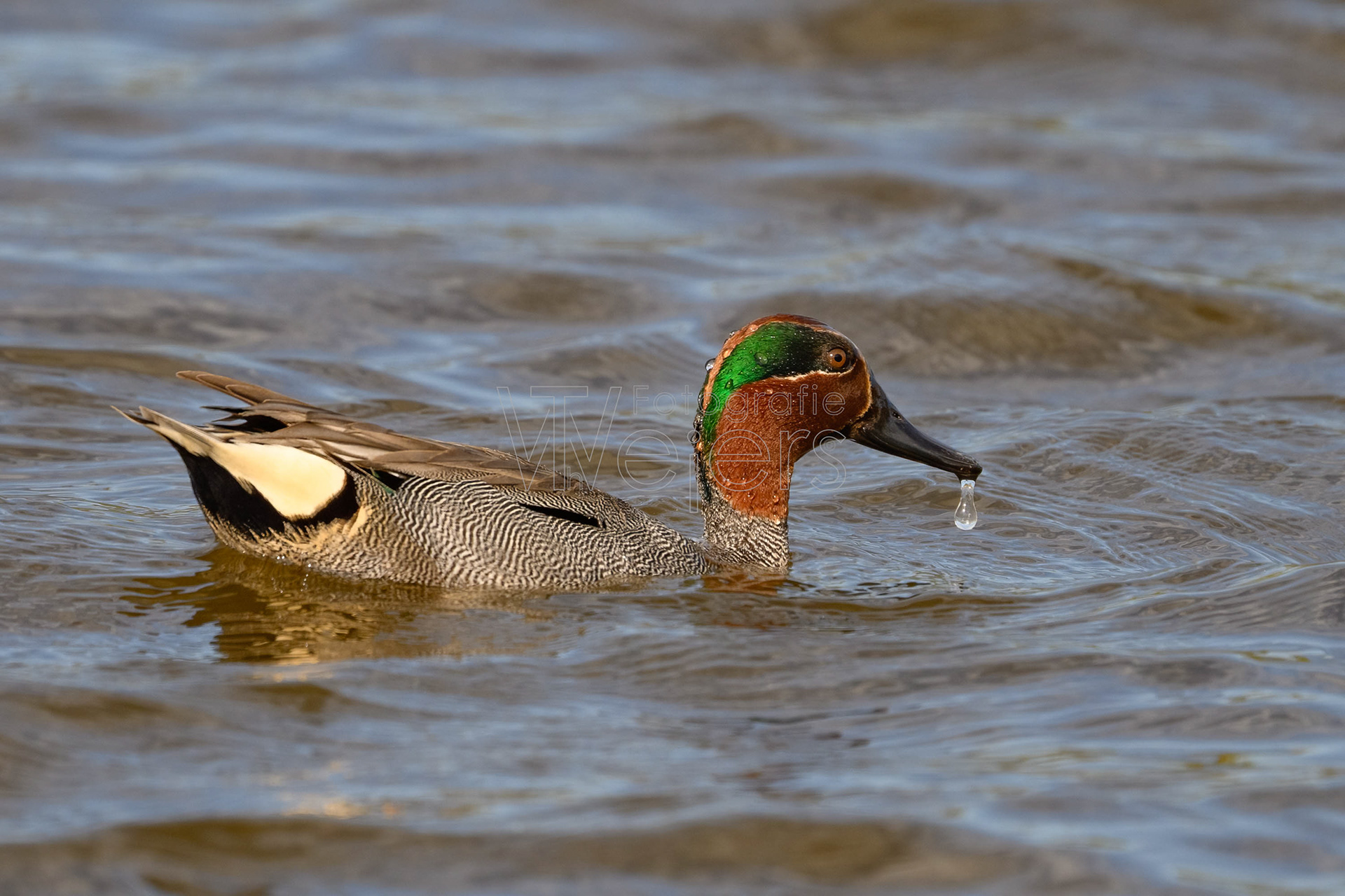 Krickente, Deutschland