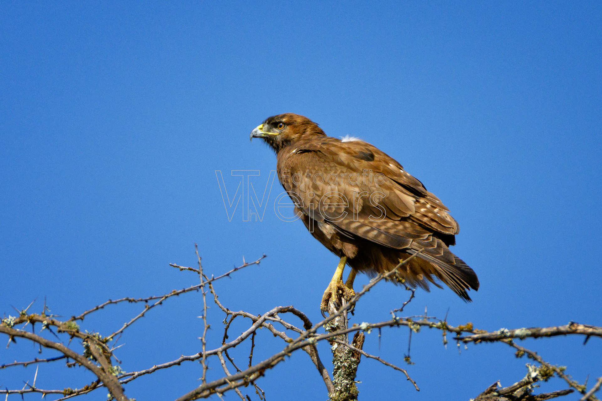 Adlerbussard, Afrika