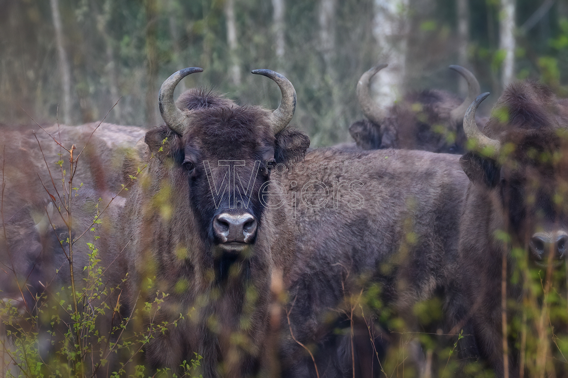 Wisent, Europa