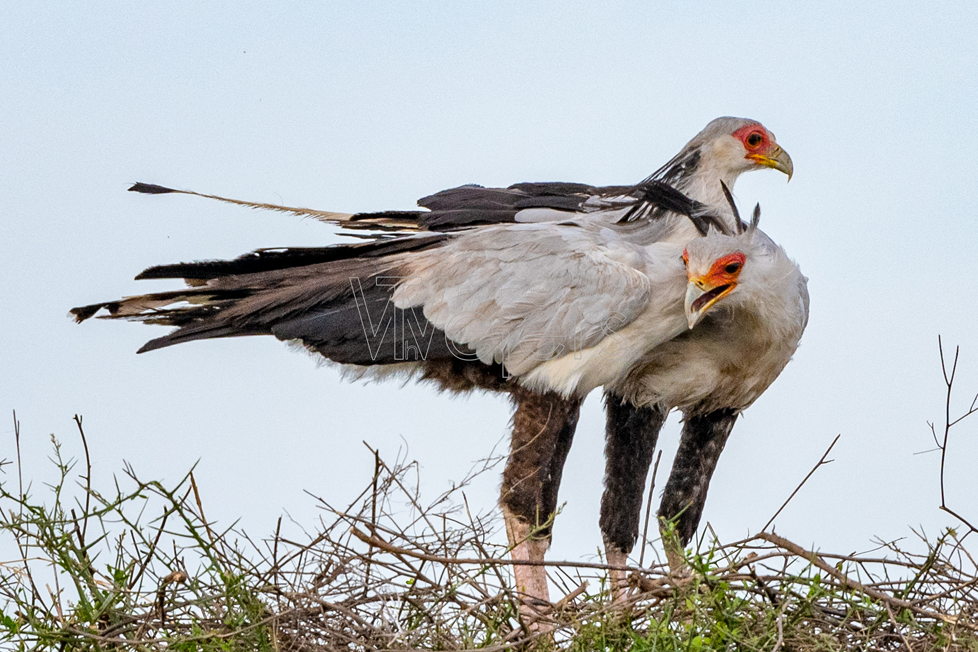 Sekretär, Afrika