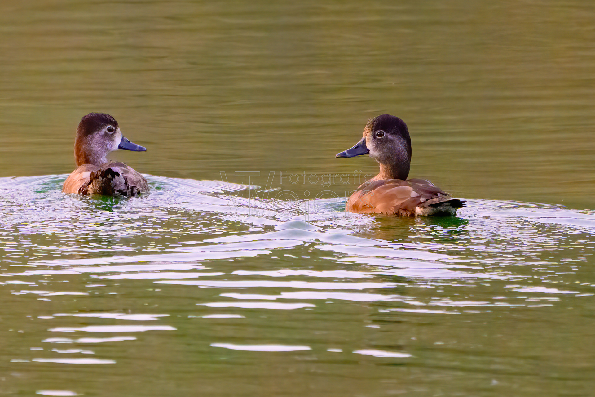 Ringschnabelente, Afrika