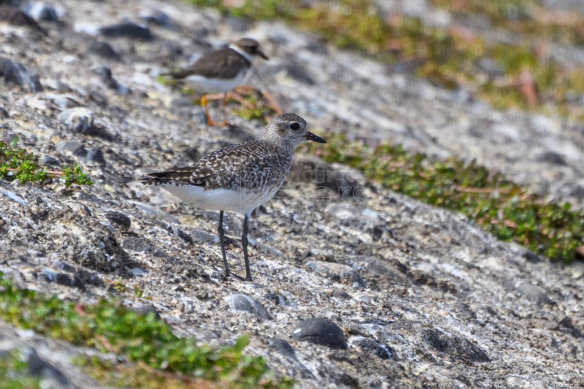 Kiebitzregenpfeifer, Afrika