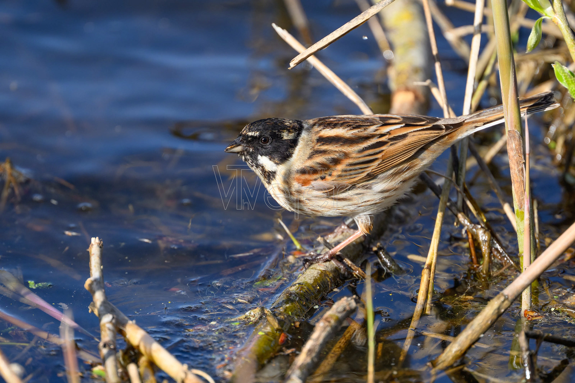 Rohrammer, Deutschland