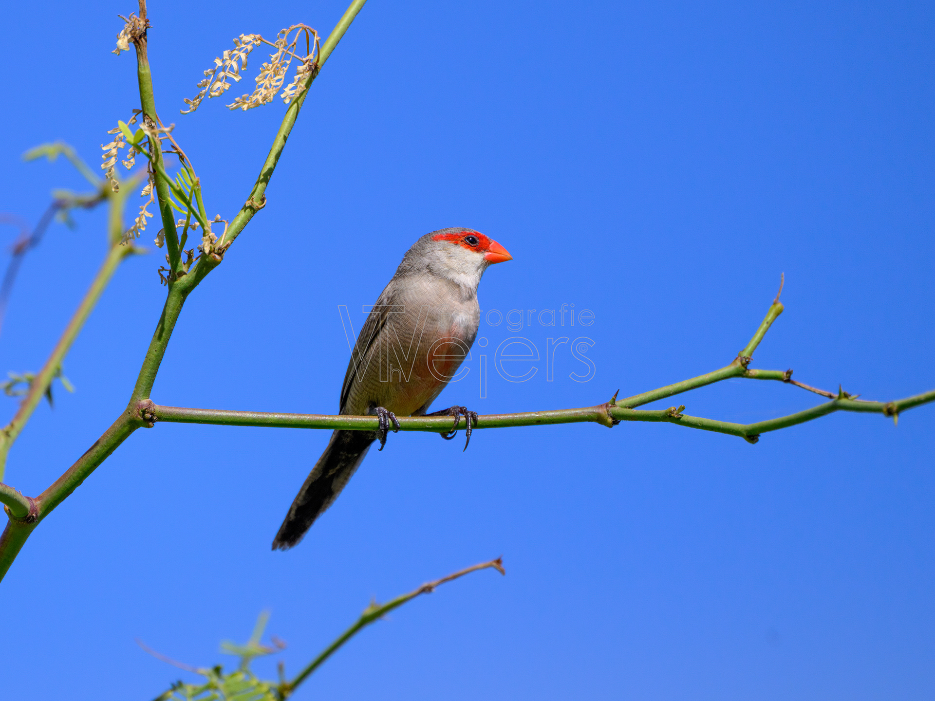 Wellenastrild, Afrika