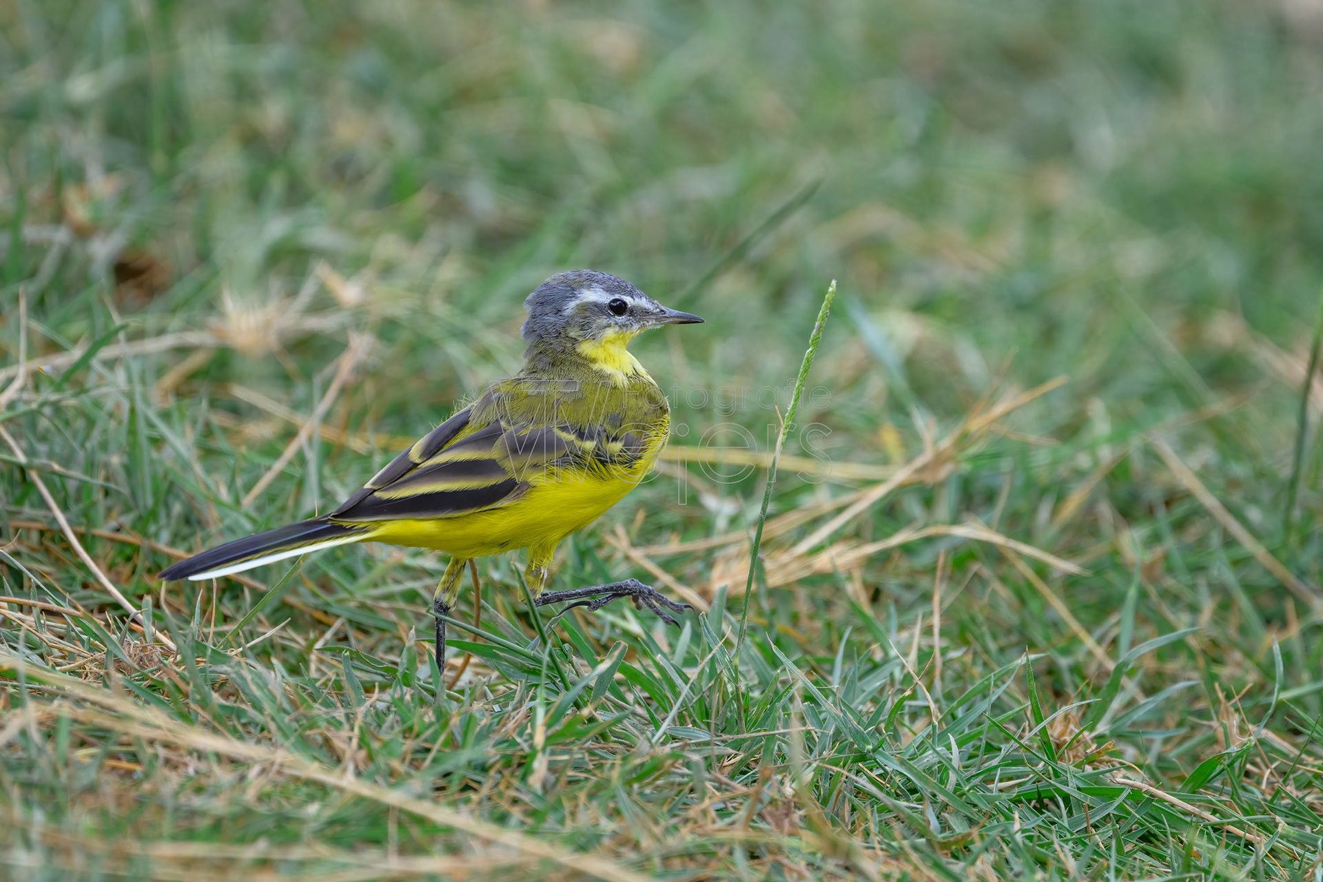 Wiesenschafsstelze, Afrika