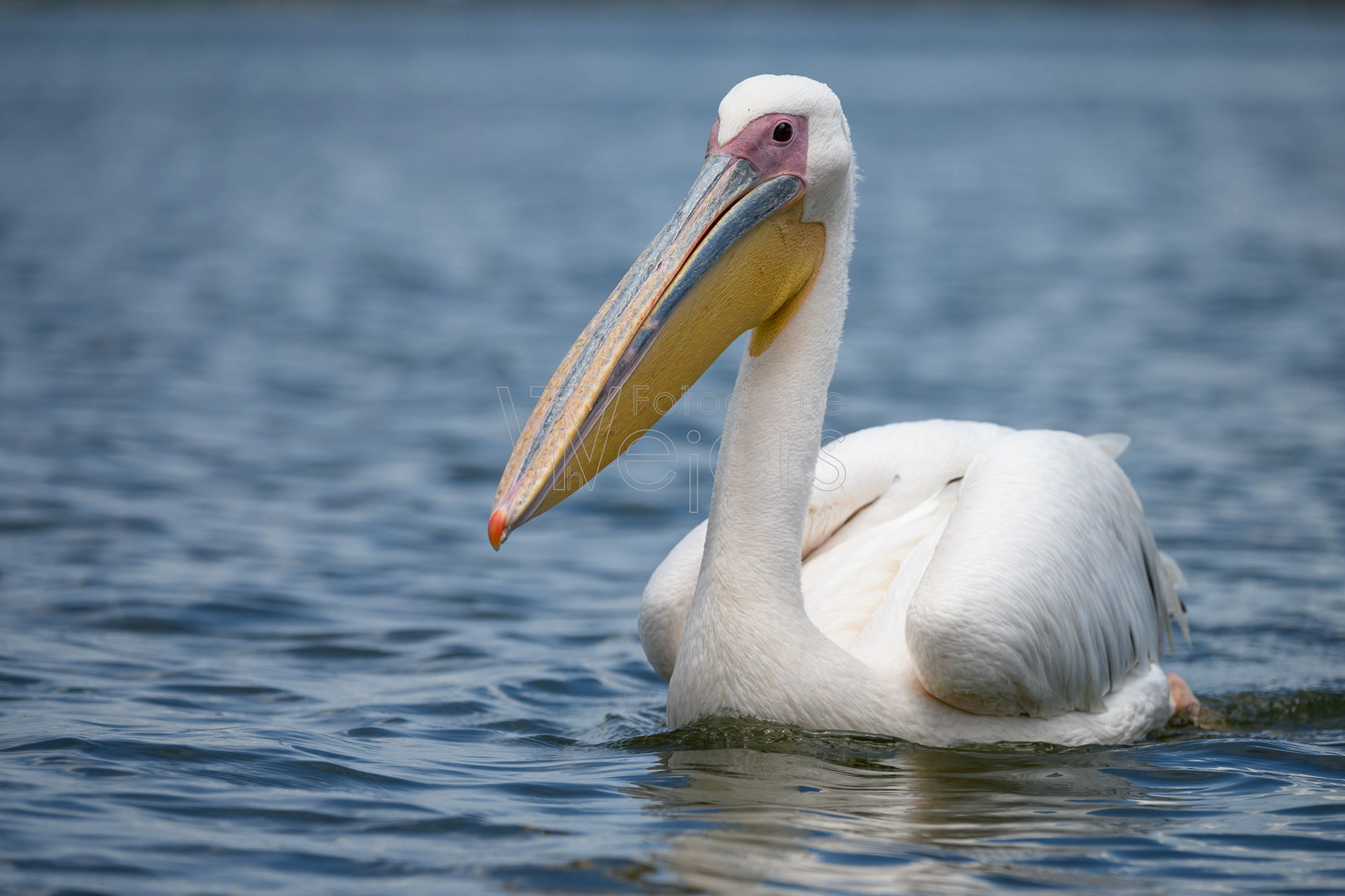 Rosa Pelikan, Afrika