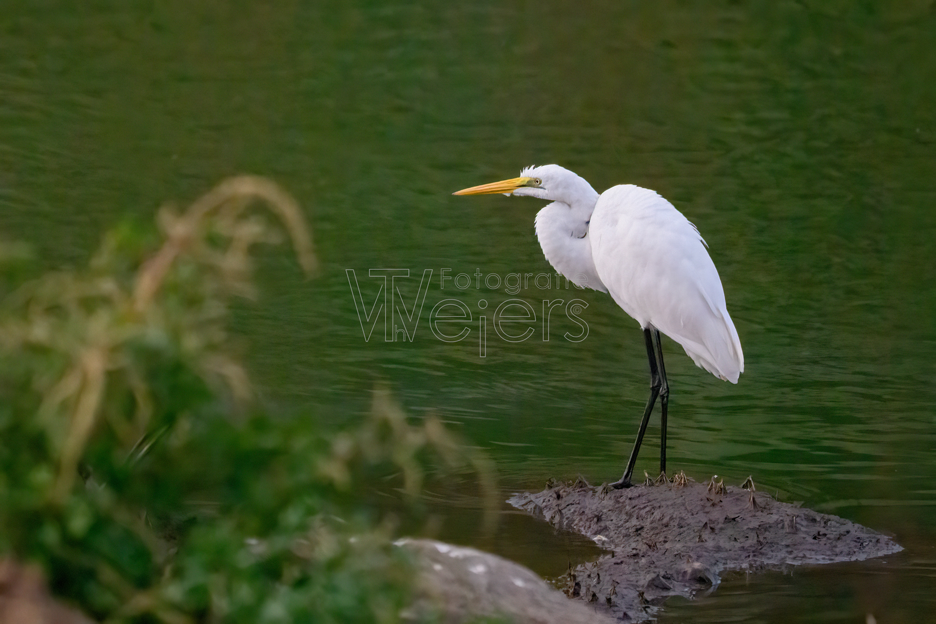 Silberreiher, Afrika
