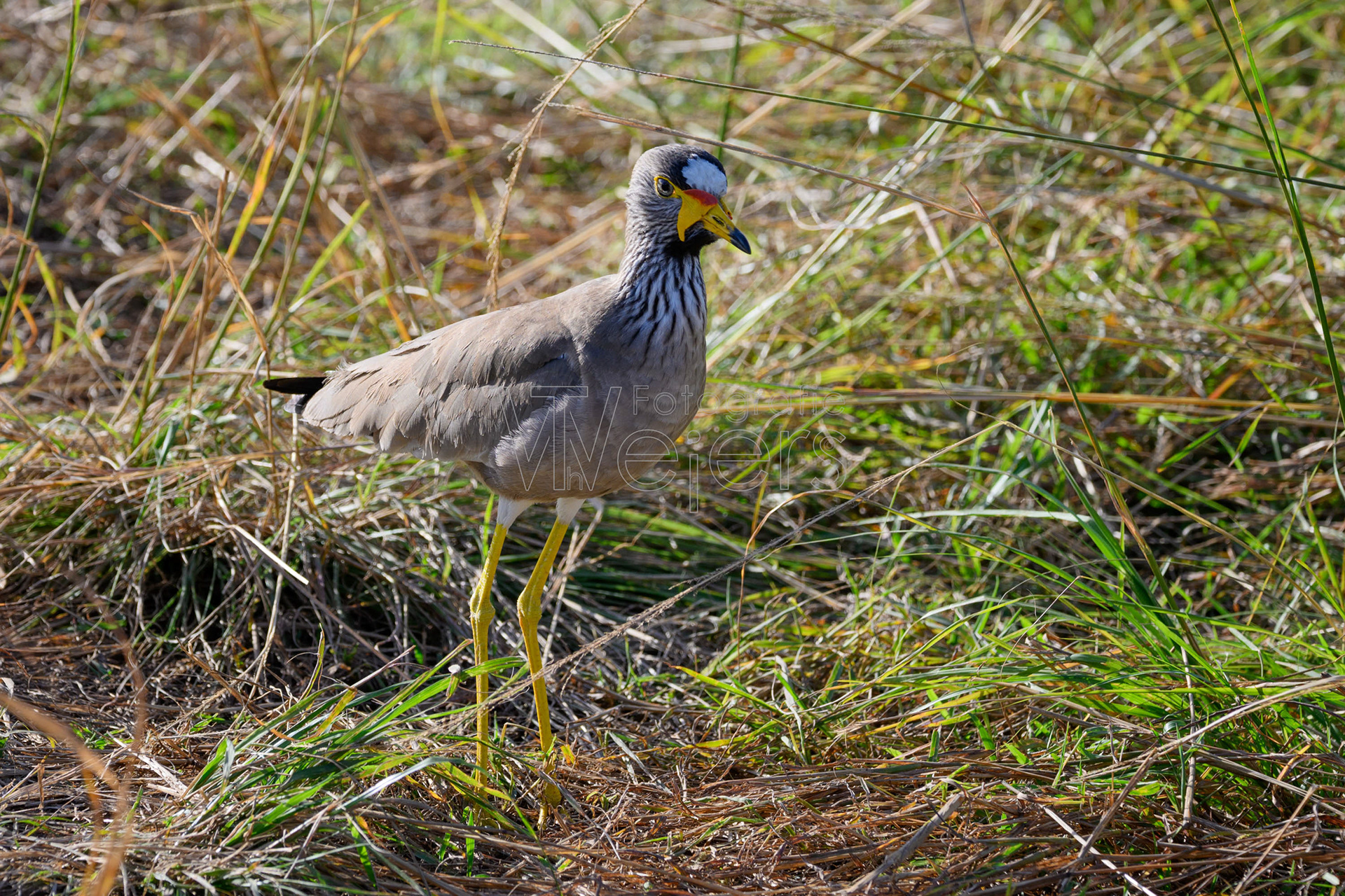 Senegalkiebitz, Afrika