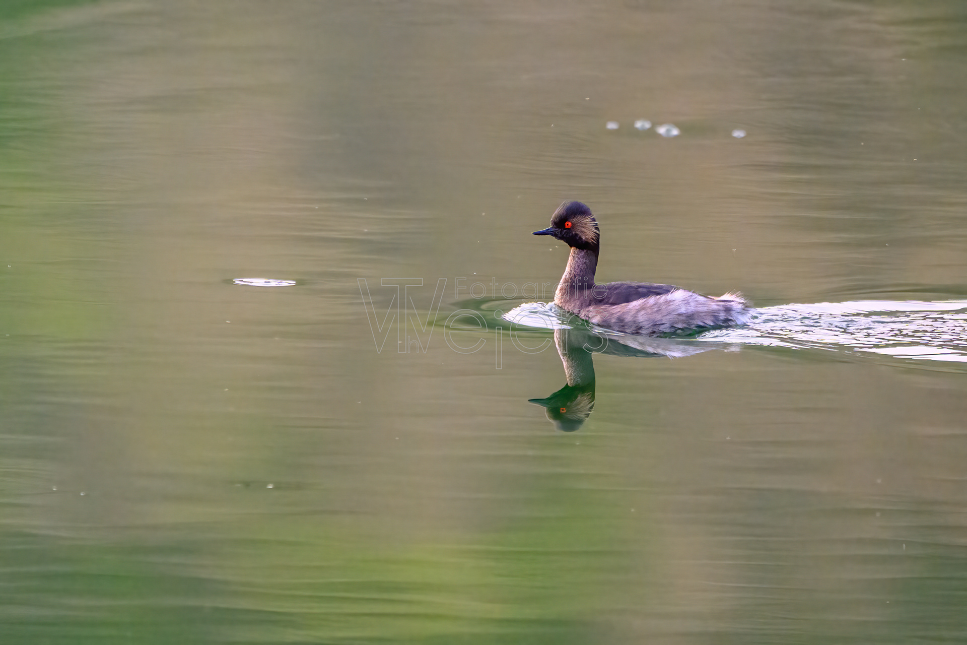 Schwarzhalstaucher, Afrika