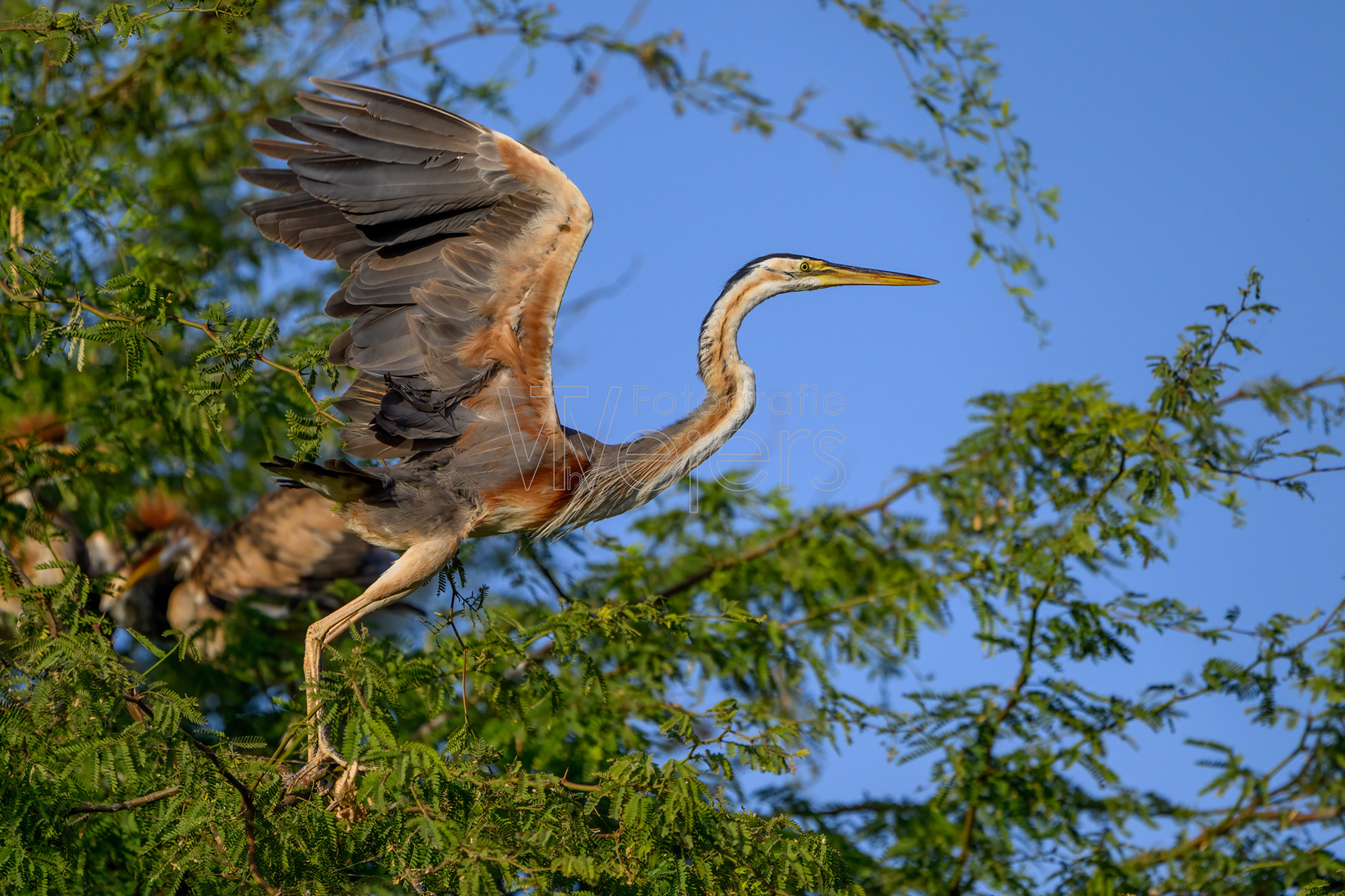 Purpurreiher, Afrika
