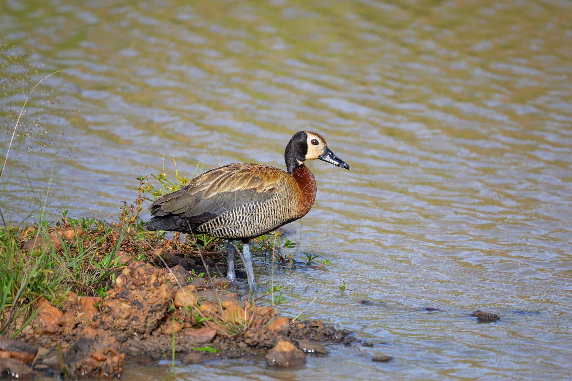 Witwenpfeifgans, Afrika