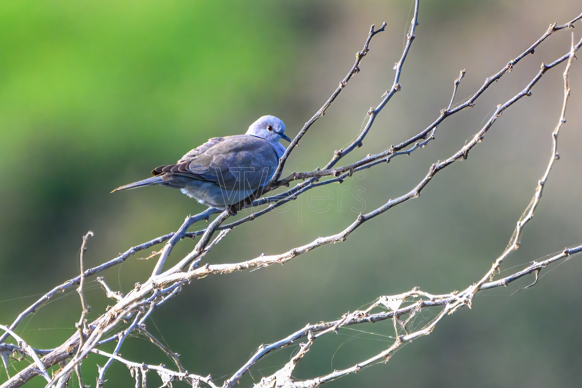 Türkentaube, Afrika