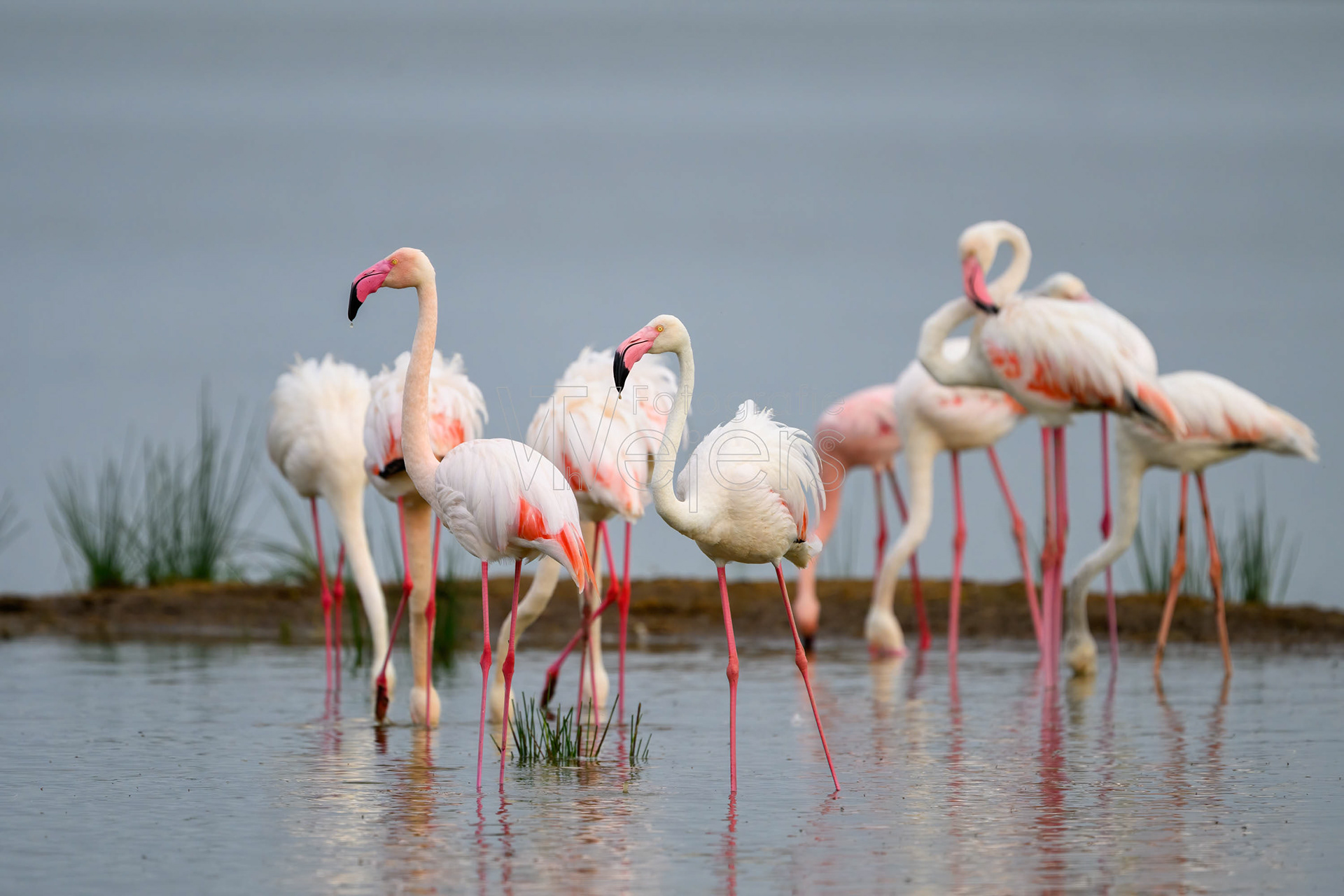 Rosaflamingo, Afrika