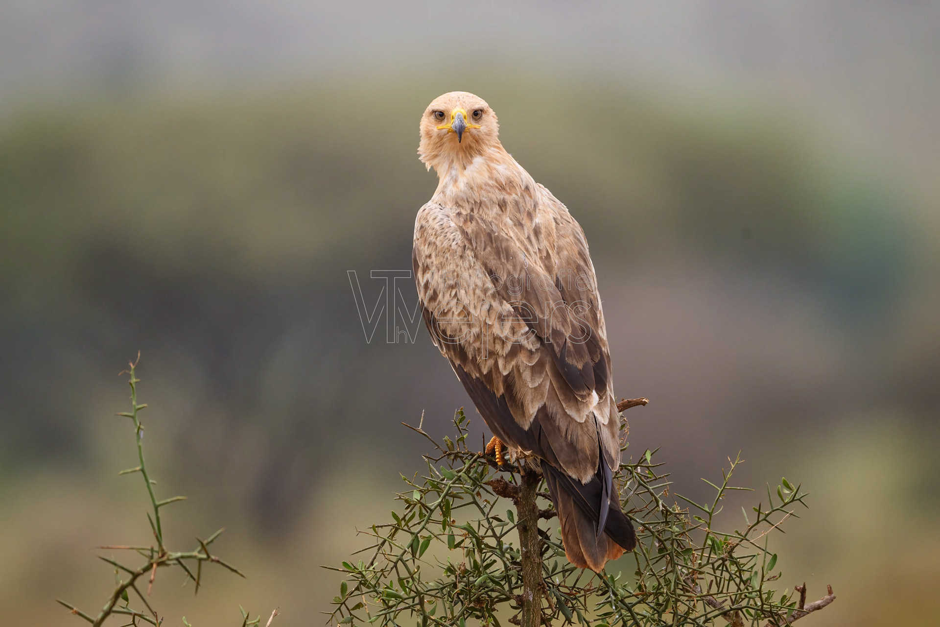 Raub- / Savannenadler, Afrika