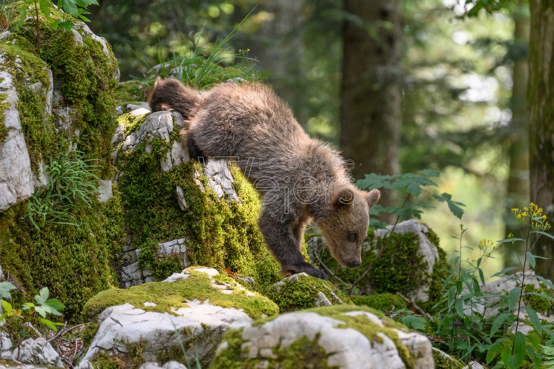 Braunbär, Europa