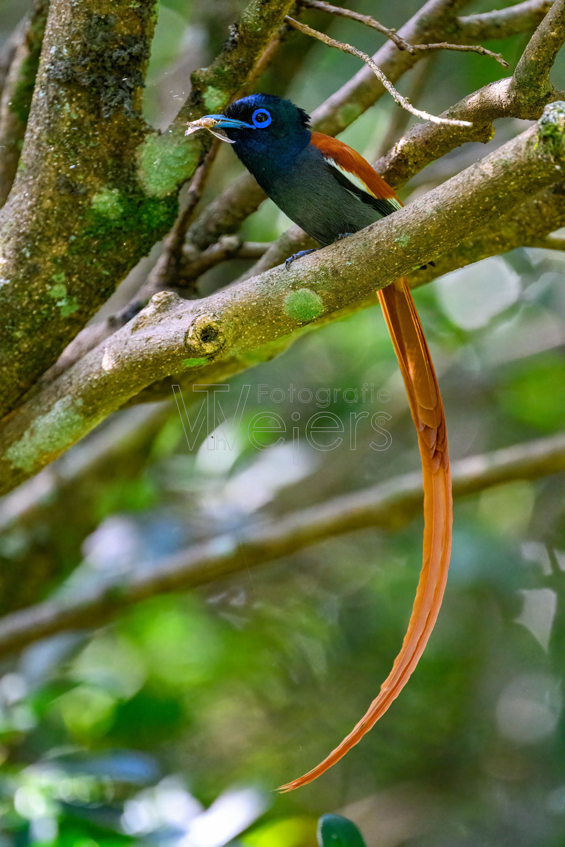Graubrust-Paradiesschnäpper, Afrika