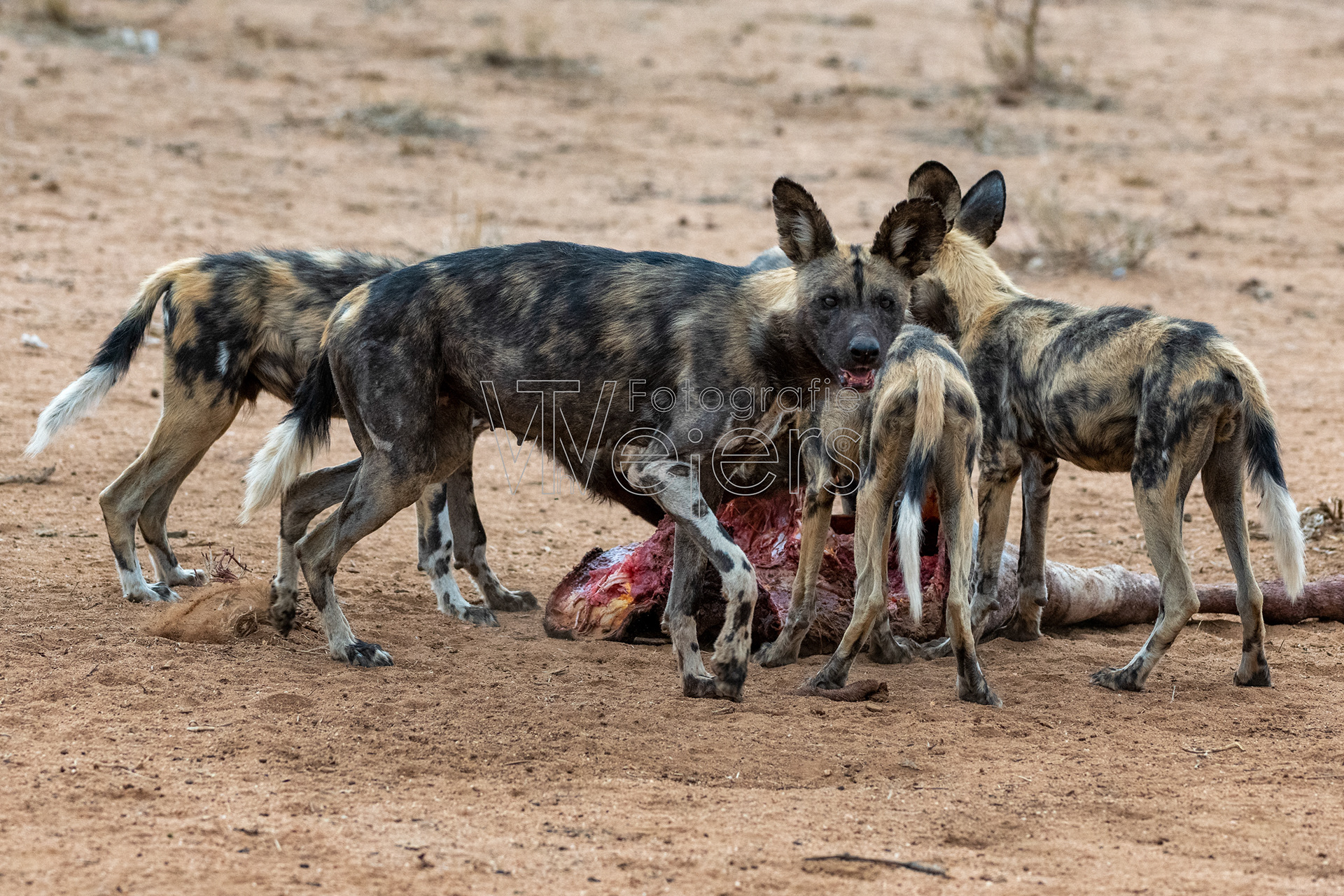 Afrikanischer Wildhund, Afrika