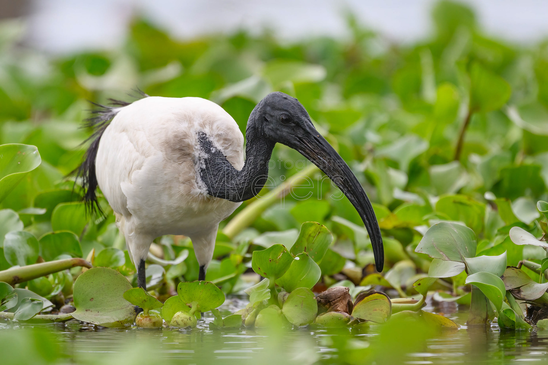Heiliger Ibis, Afrika