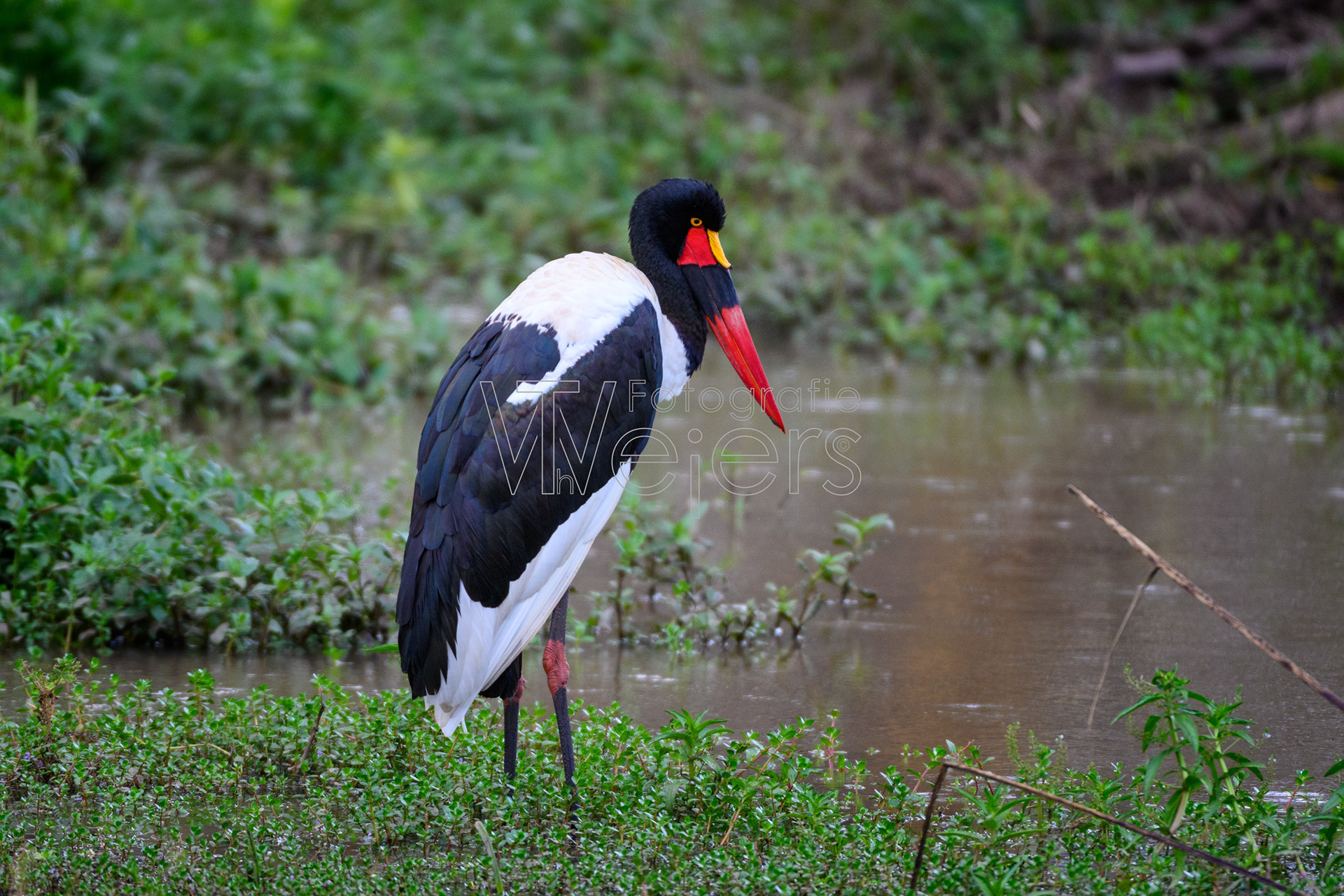 Sattelstorch, Afrika