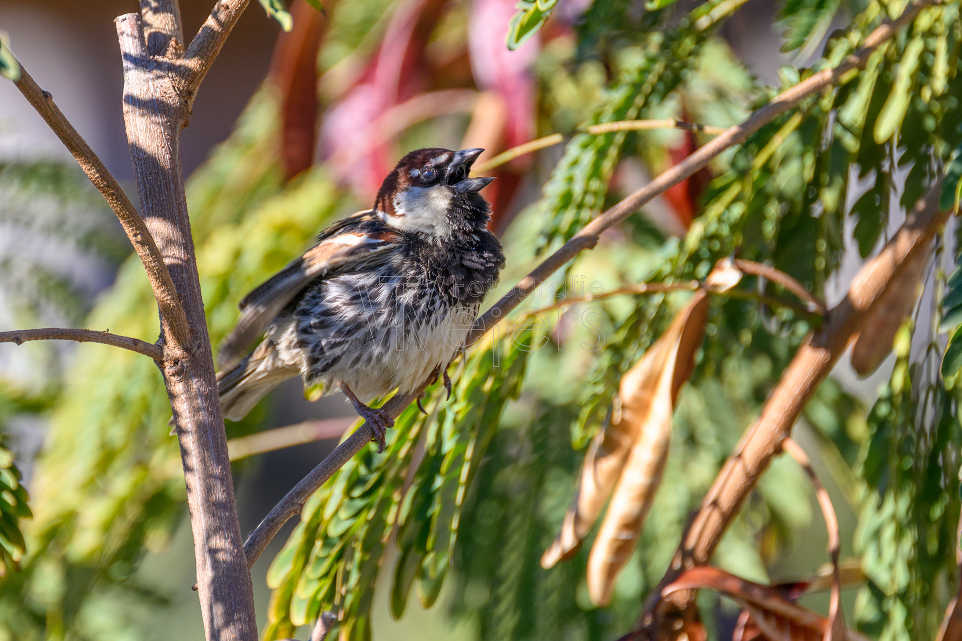 Weidensperling, Afrika