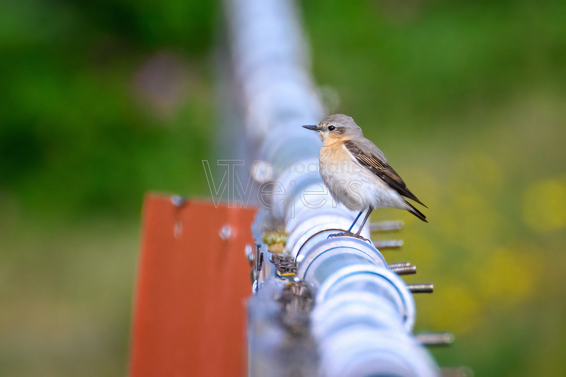 Steinschmätzer, Deutschland