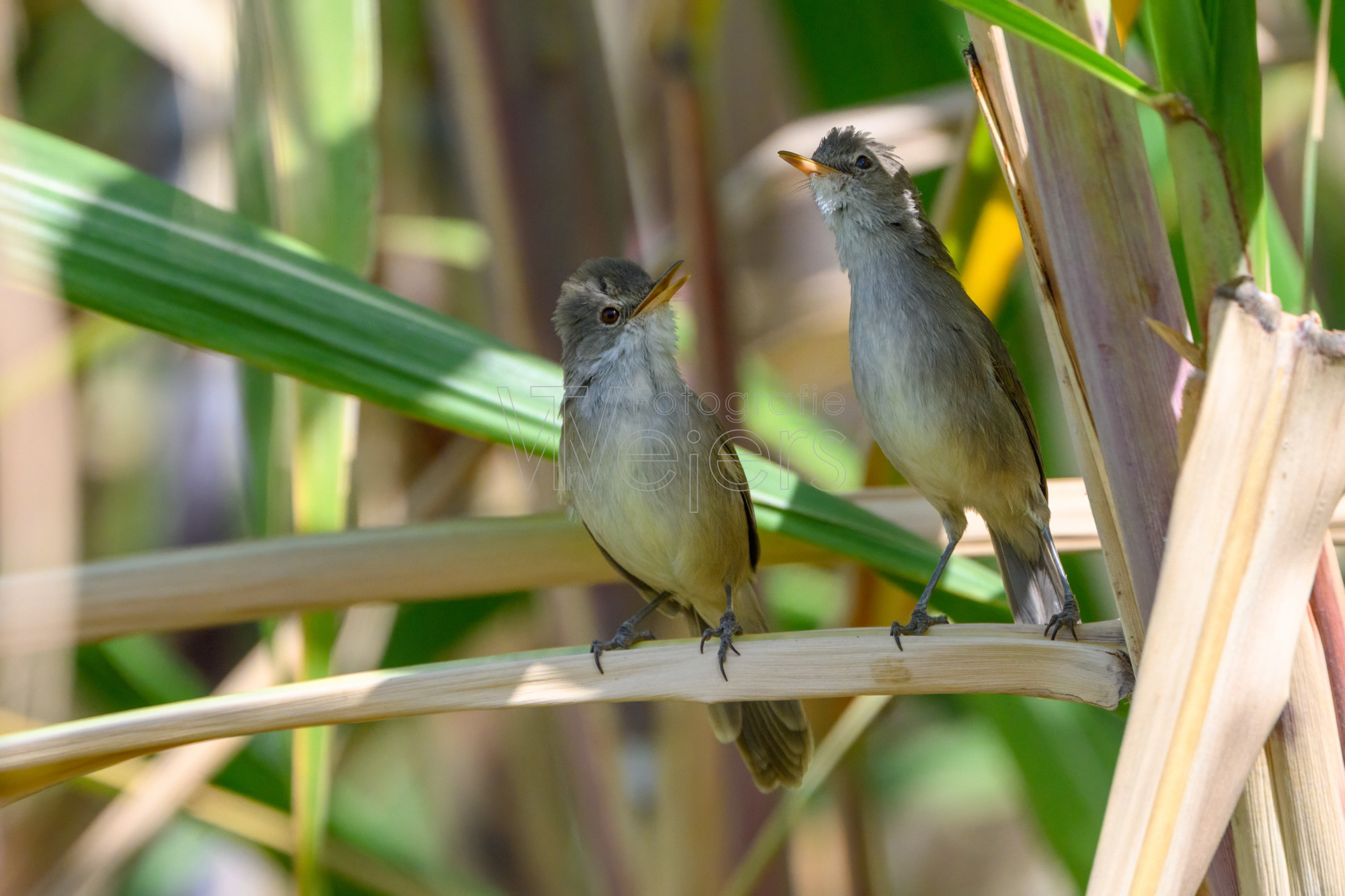 Kapverdenrohrsänger, Afrika