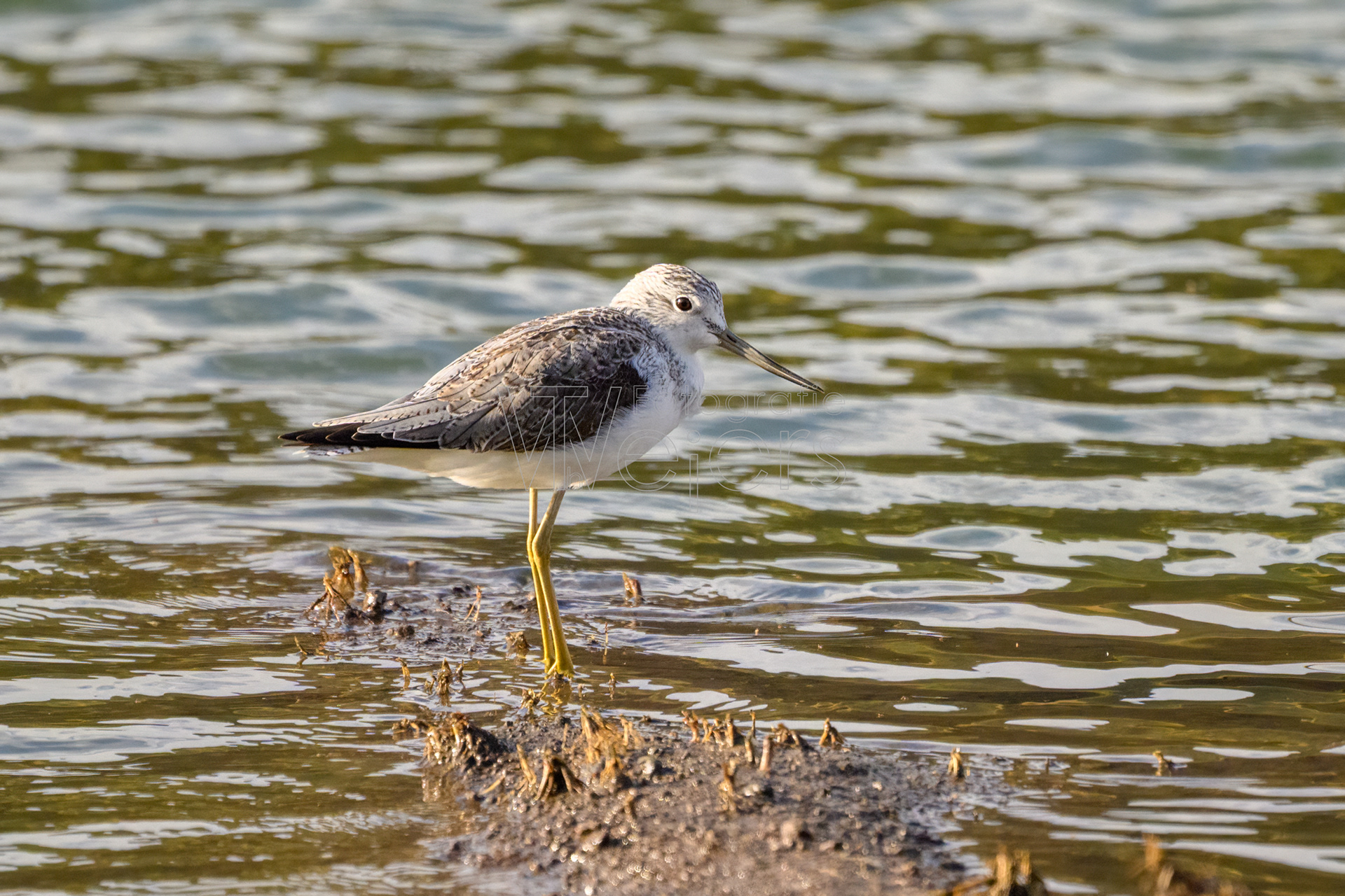 Grünschenkel, Afrika