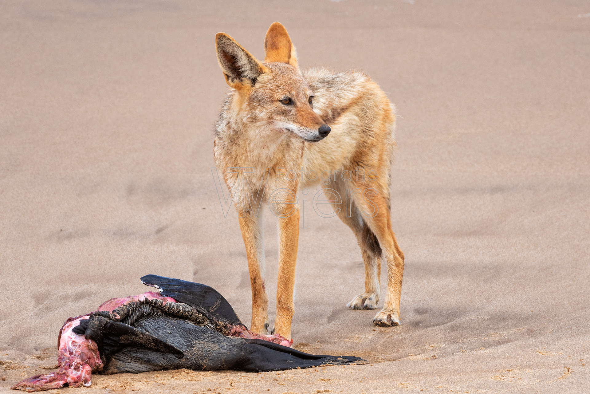Schabrackenschakal, Afrika