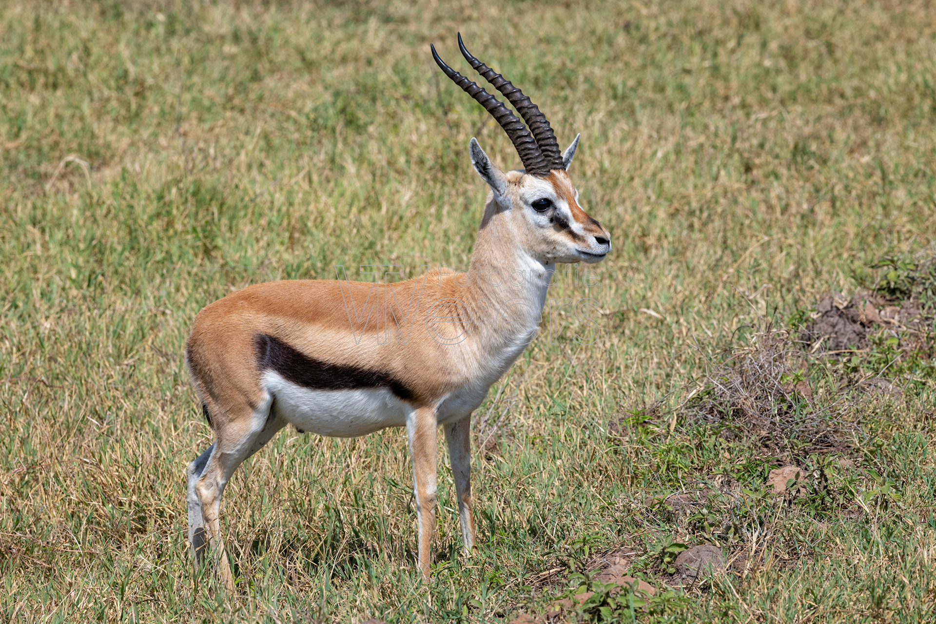 Thomsongazelle, Afrika