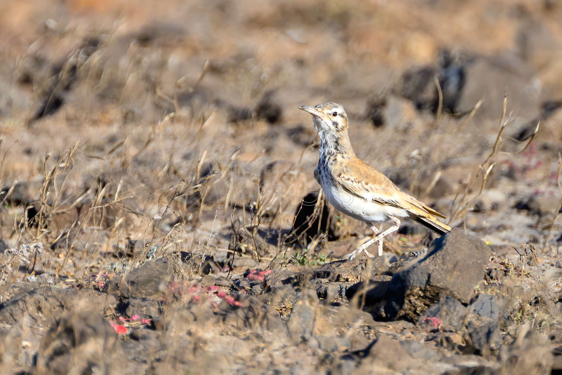 Wüstenläuferlerche, Afrika