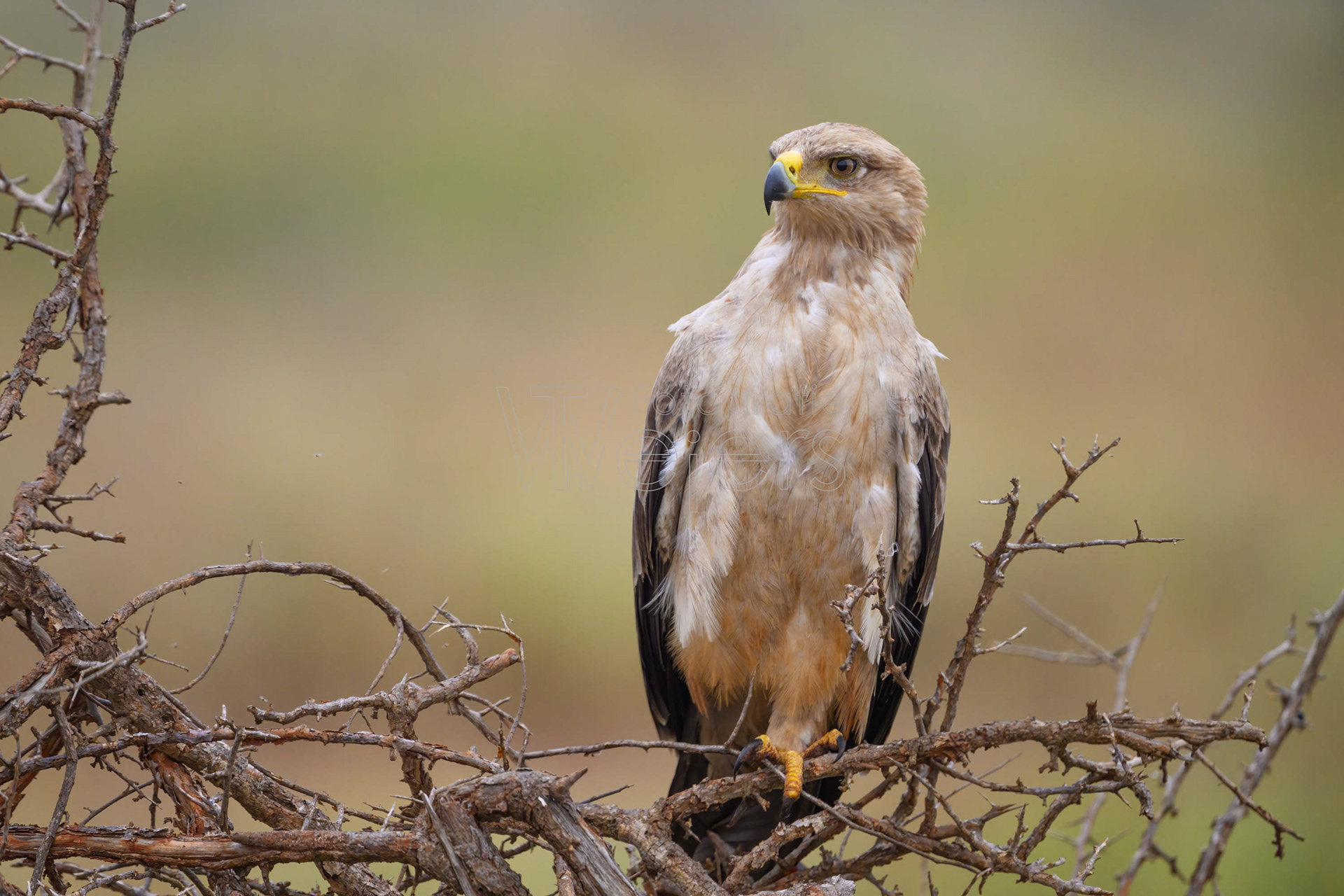 Raub- / Savannenadler, Afrika
