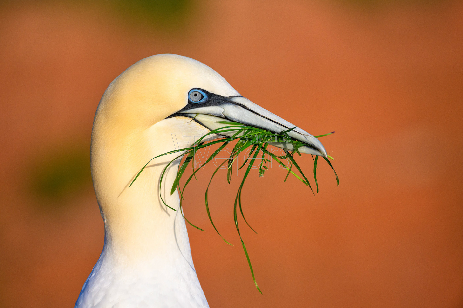 Basstölpel, Deutschland