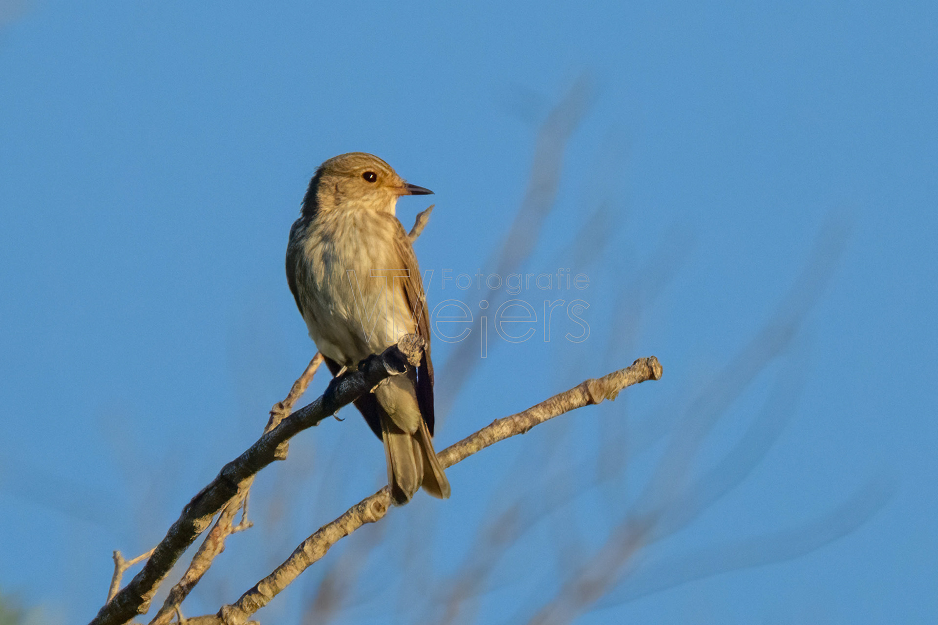 Grauschnäpper, Europa