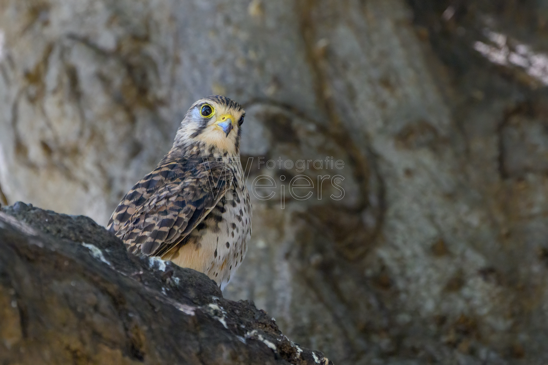 Turmfalke (alexandri), Afrika