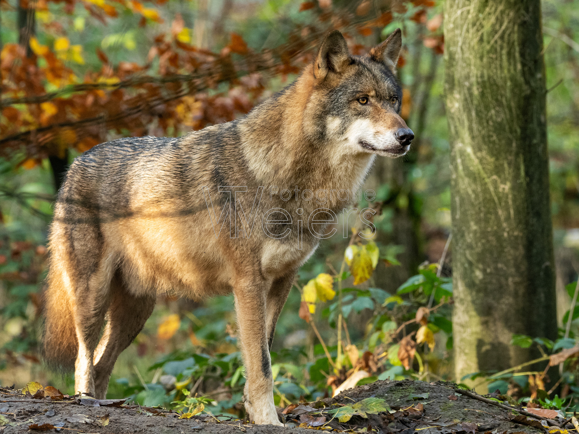 Wolf, Deutschland (WP)