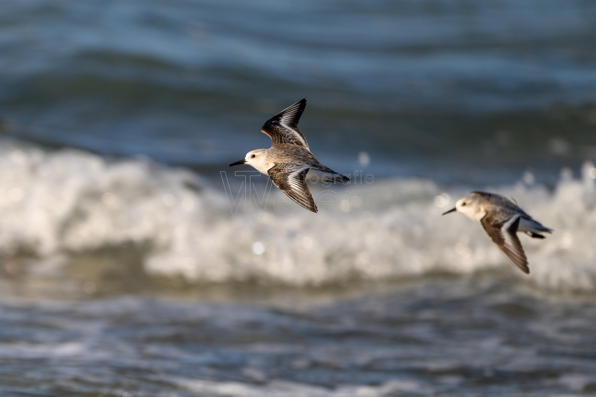 Sanderling, Afrika