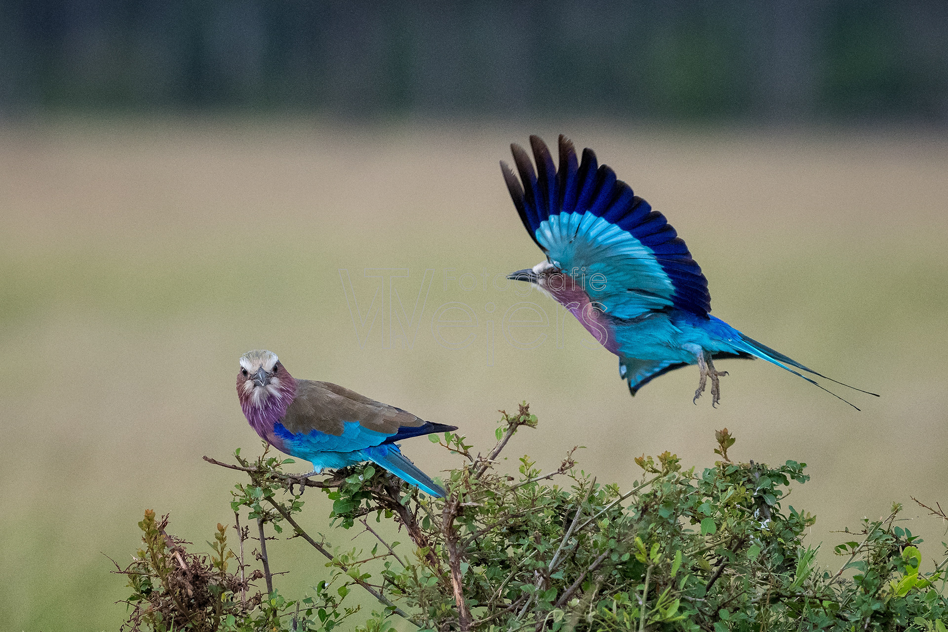 Gabelracke, Afrika