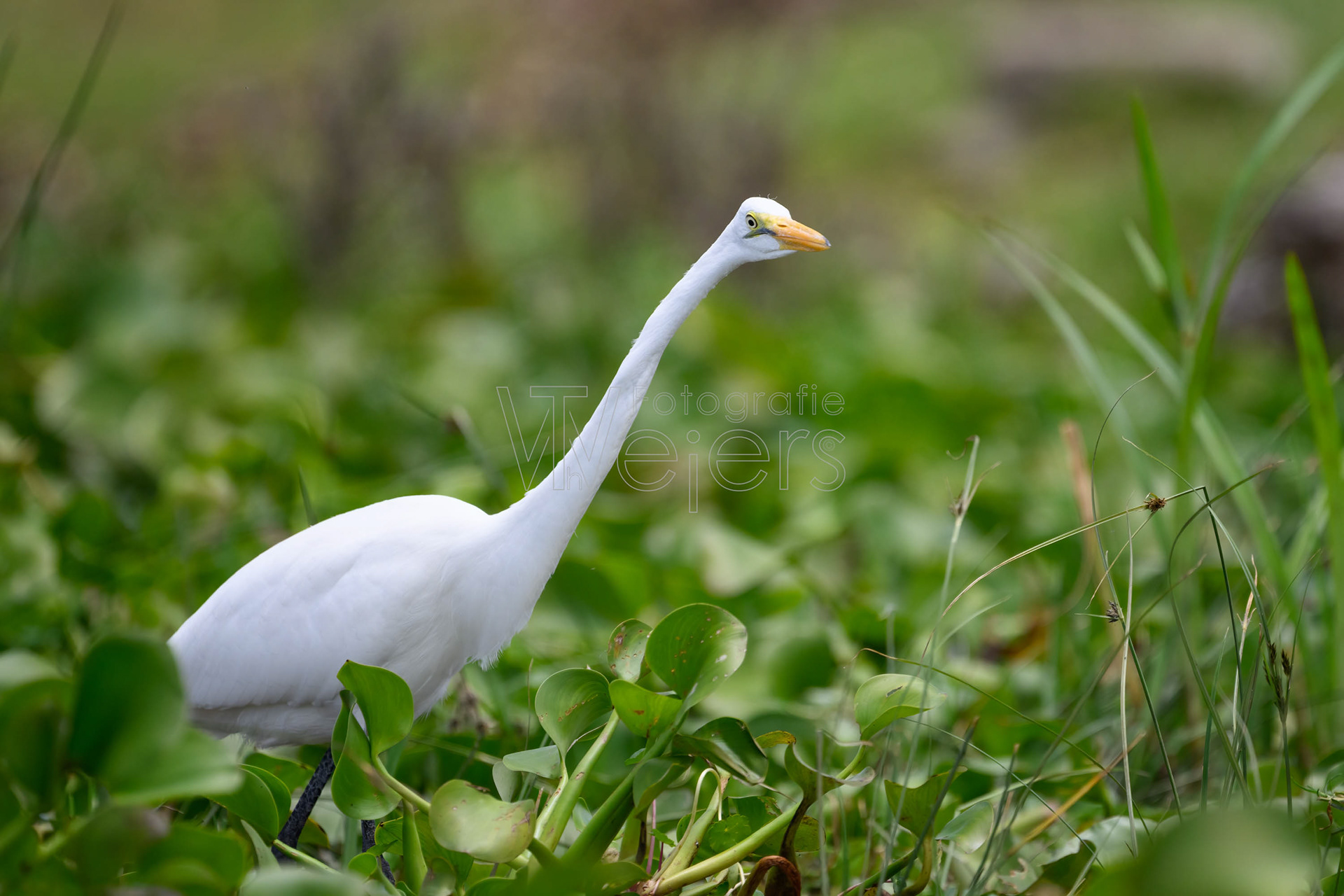 Silberreiher, Afrika