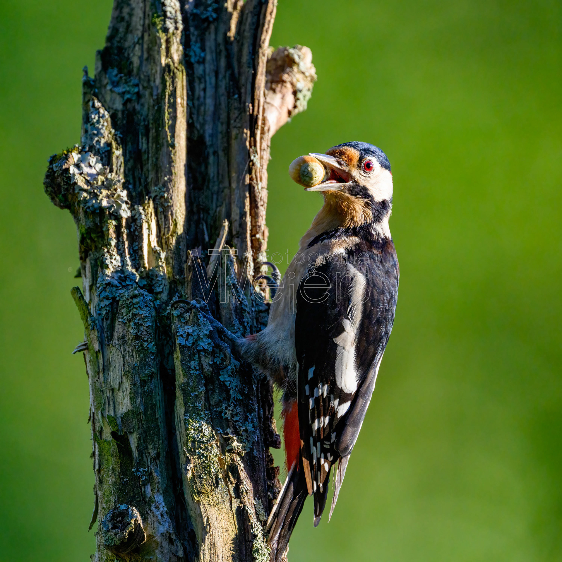 Buntspecht, Deutschland