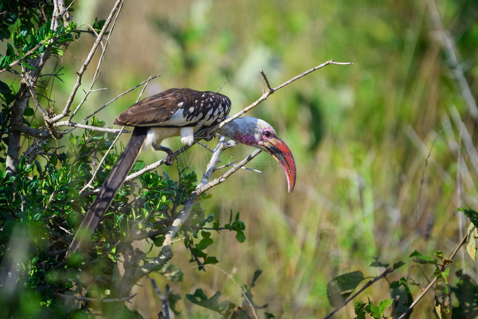 Rotschnabeltoko, Afrika