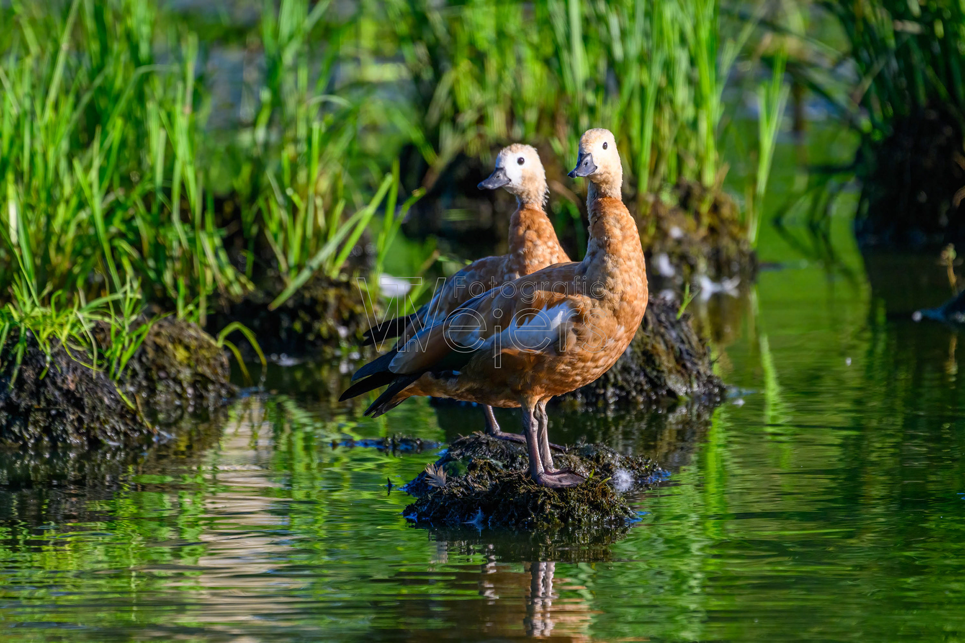 Rostgans, Deutschland